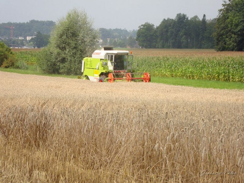 Claas Drescher 41